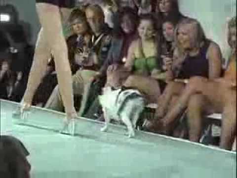 Videó: A divatos újfajta kutya az Arany Retrieverekkel foglalkozik