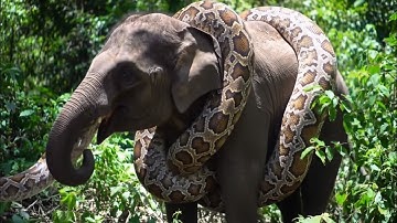 Giant python is wrapping itself around an elephant in African .Video Ai