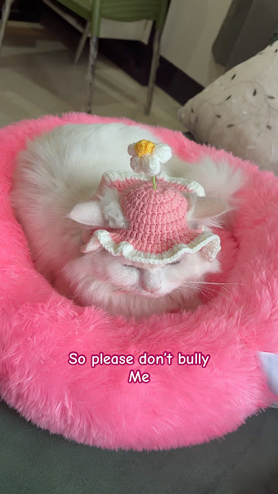 Download lagu Cutest cat ever 🥹 #pets #cute #trending #avintha #cat #viral #catvideos #petsrule #love #shorts