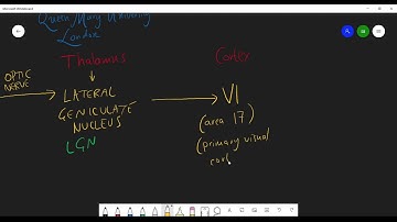 big overview of cortical processing