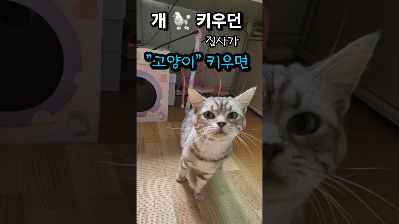 개집사가.. 고양이을 키우면? #cat #dog #훈련 #고양이 #고양이일상 #pets #집사