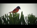 Male - Male/Female - Female: Scarlet Minivet