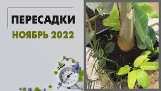видео: Пересадки комнатных растений. Ноябрь 2022 и результат в январе картинка: Пересадки комнатных растений. Ноябрь 2022 и результат в январе