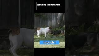 NAUGHTY DOGS ESCAPE THE BACKYARD
