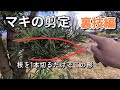 ちょっとした裏技💡イヌマキの剪定【番外編】槙、槇
