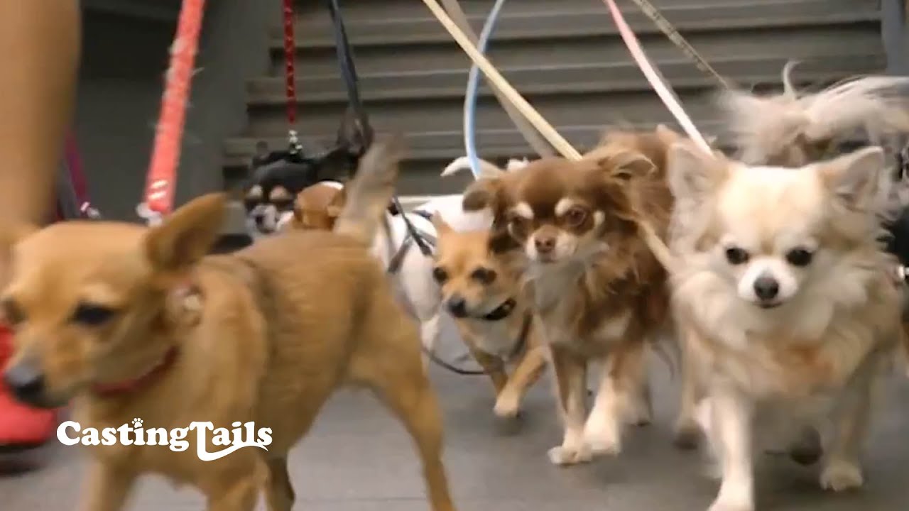 Chi'tjes for CokeZeroStunt - Monodot©2012