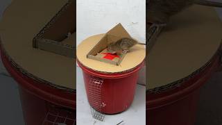 Homemade Mouse Trap Idea Using Plastic Bucket And Cardboard #Rat #Rattrap #Mousetrap #Shorts