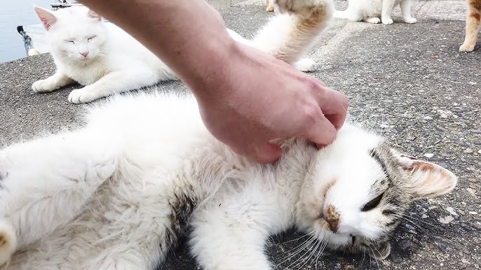 猫の島 湯島 癒やしのネコツーリズム Cat Island Yushima Healing Cat Tourism Youtube 猫の島 湯島 癒やしのネコツーリズム Cat Island Yushima Healing Cat Tourism Youtube
