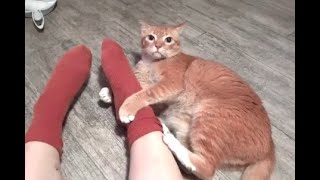 Ginger Cat Captain Likes Owner's Socks by Kittypuppy TV 538 views 9 months ago 1 minute, 52 seconds