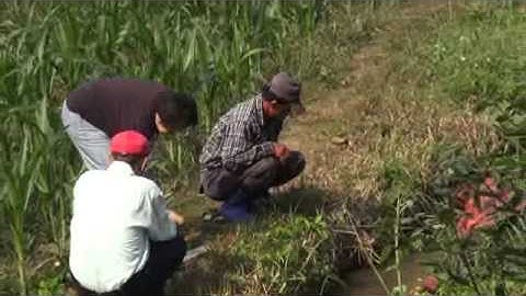 Collecting soybean root nodules