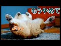 ヘソ天で、オナラが出ちゃう日常