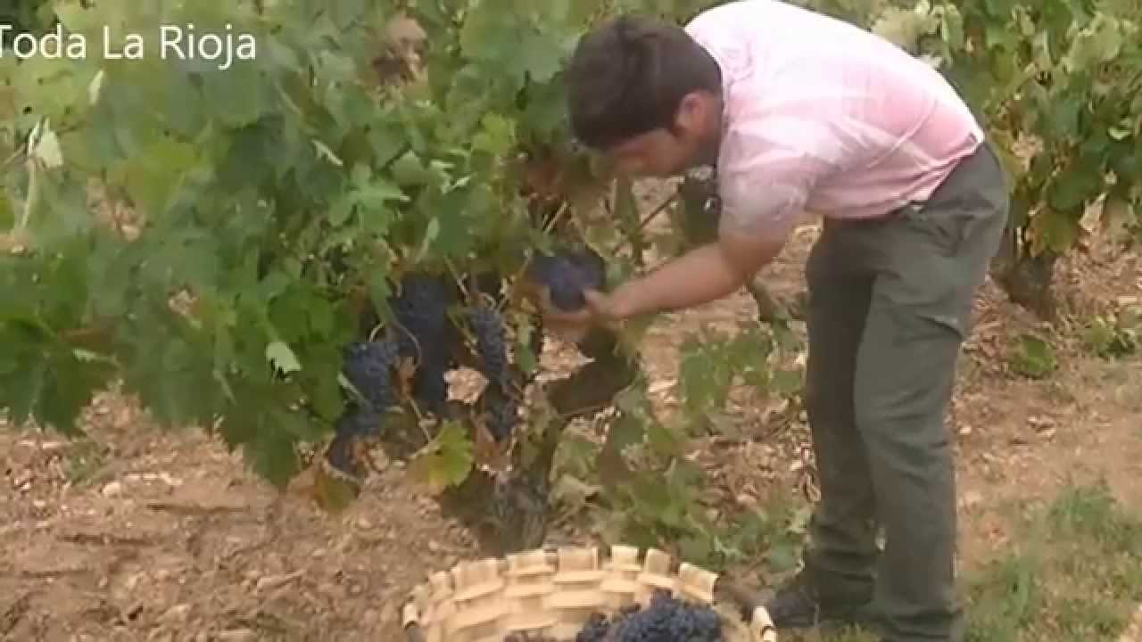 La Vendimia en La Rioja