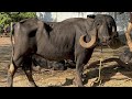 One best jafrabadi buffaloes  in ansuya gaudham manavader gujarat