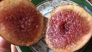 видео: Figs. Инжир Valvecchio Neroforum, Grosse Rouge d R, Desert King, Saint Trani , Rodona, Black Mission картинка: Figs. Инжир Valvecchio Neroforum, Grosse Rouge d R, Desert King, Saint Trani , Rodona, Black Mission