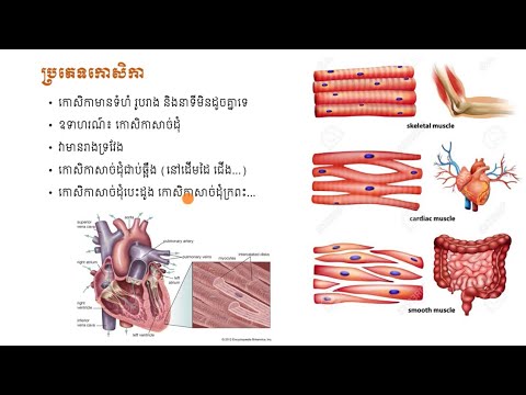 កោសិកាក្នុងសារពាង្គកាយមនុស្ស(ភាគ១)