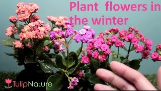 The plant that flowers in the winter - Kalanchoe