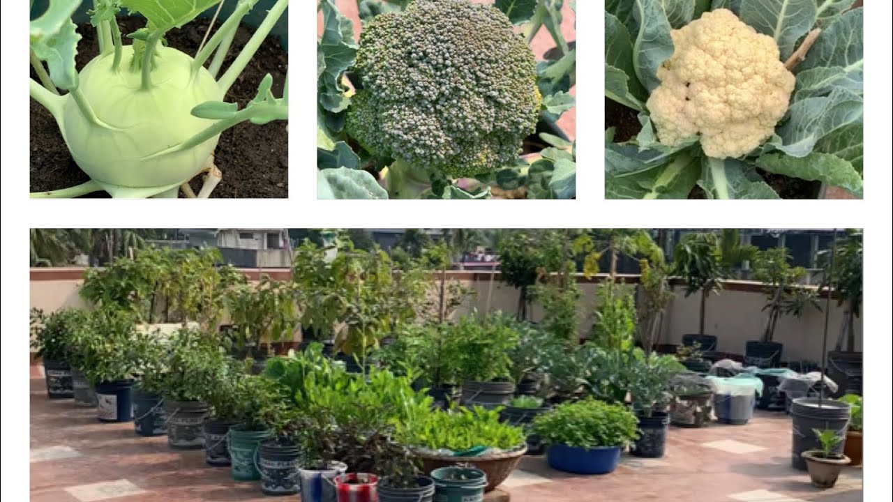 Organic Terrace Garden Overview Of February Month
