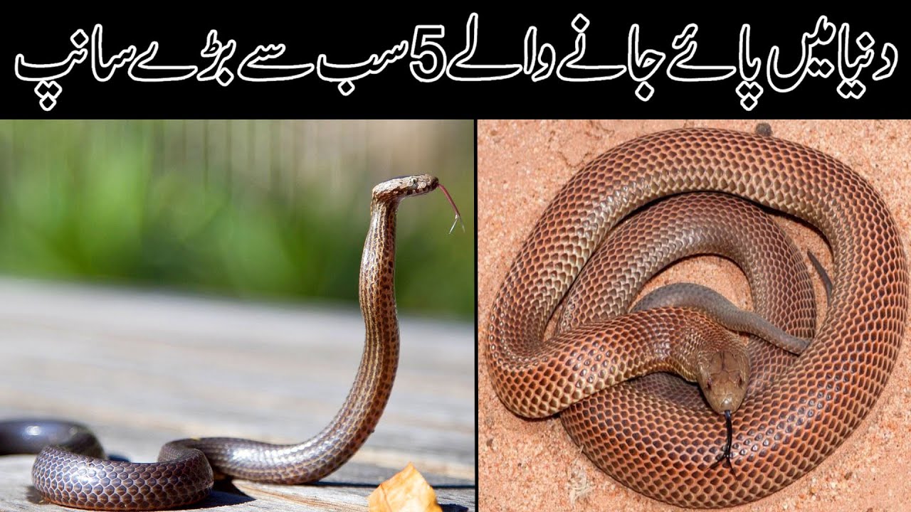 5 Largest Snakes in the World | Biggest Snakes in World | دنیا کے سب سے بڑے سانپ | #worldtalent