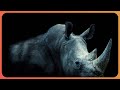 The Strongest Team Spirit In The Animal Kingdom! | Extraordinary Animals | Real Wild Documentary