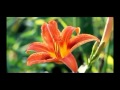 কুরআন তেলাওয়াত,সুমধুর কন্ঠে আল-কুরআন-এর বাংলা-অনুবাদ-এইচডি-ভিডিও-সহ -৪০...