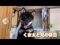 柴犬くま太と兄の休日