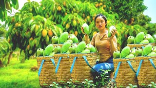 Harvesting mangoes and vegetables to sell at highland markets