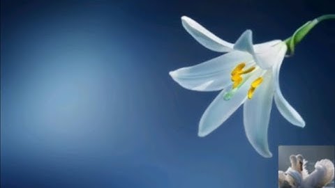 سورة مريم بأجمل الأصوات