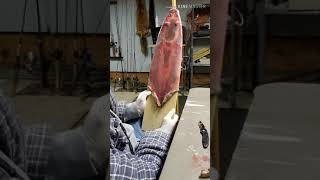 How to flesh and stretch a Muskrat