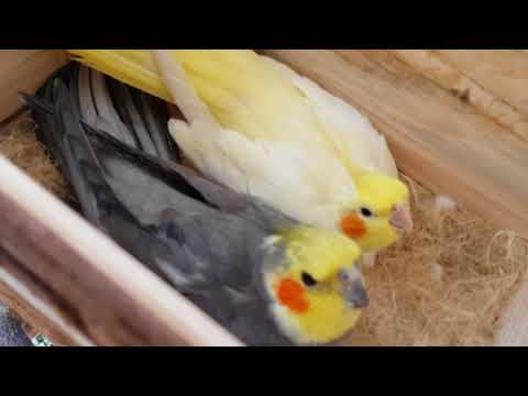 Video: Wie man Muscovy Ducks erzieht