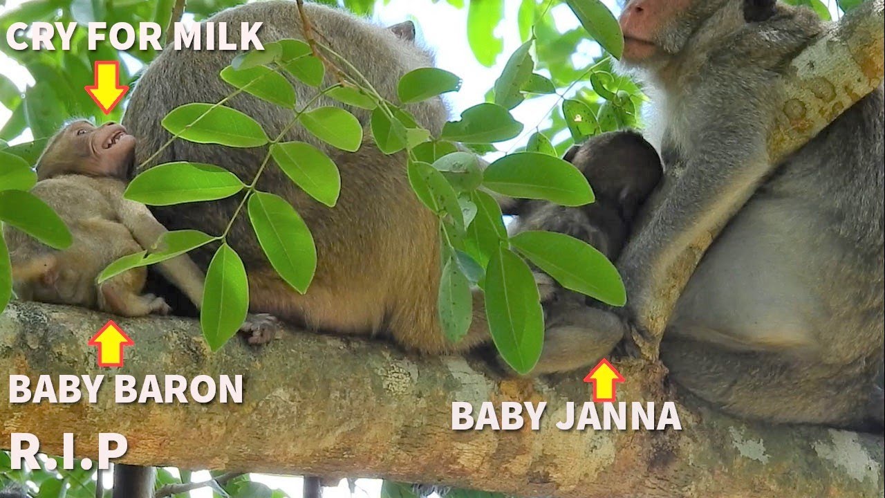 Before Baron Pass Away,Briana Care Janna & Baron Cry For Milk,But Careless|King Mak Fight Loki