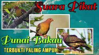 Suara Pikat Punai Bakau/Punai Siul paling Jernih Tanpa Noise, Dijamin Pasti Datang