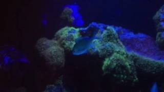 Hydroids