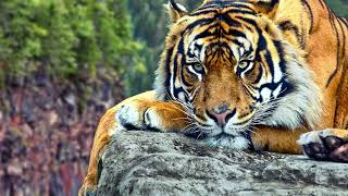 Tiger Roar Sounds 🐯🐾 ❤