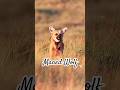Maned wolf🐺 #fyp #youtubeshorts #cute #pets #manedwolf #animals #nature