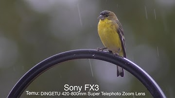 The Temu $50 SuperTele Lens on a Sony FX3