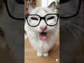 Fish-Eye Fluff: Ragdoll Giant Eyes POV
