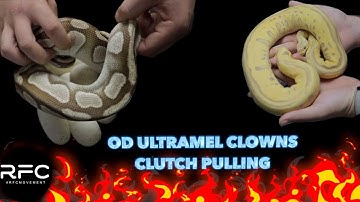 The FUTURE of the ULTRAMEL CLOWN project?!