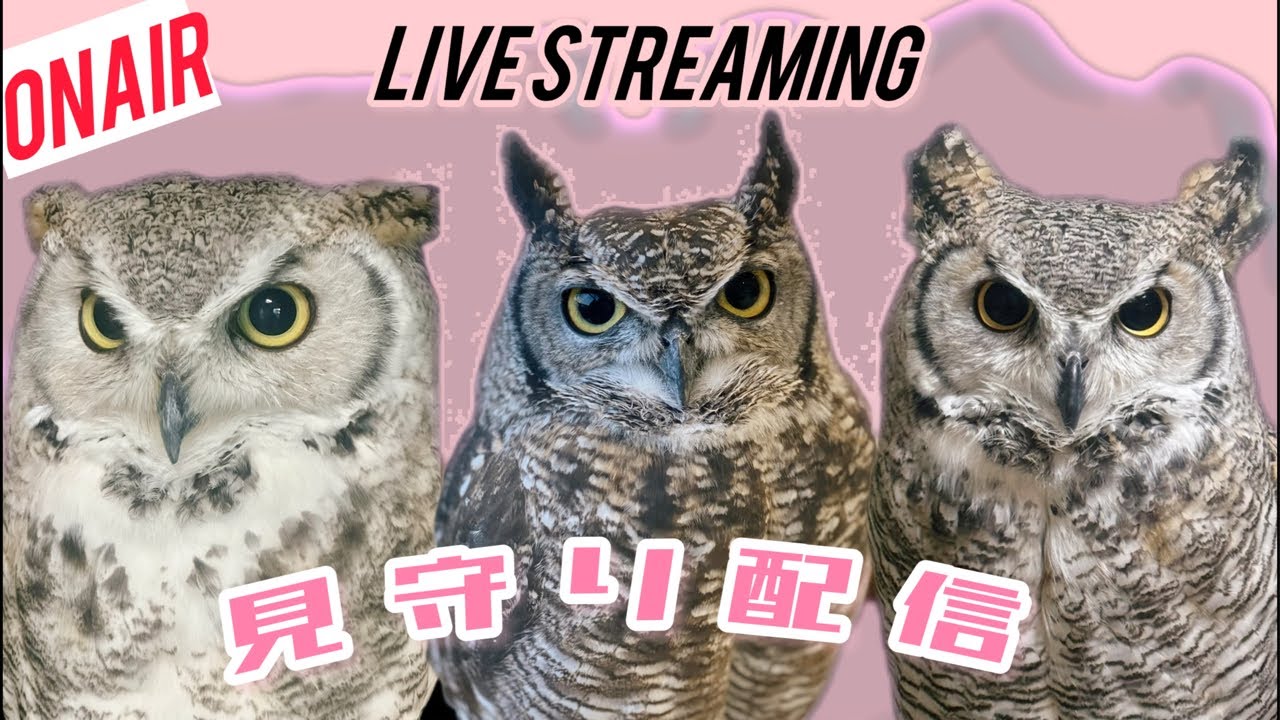 Owl Watch Morning Live Stream 4/26 - YouTube