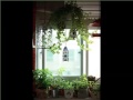 Indoor Hanging Plants Window | Indoor House Or Office Plants Picture Collection Indoor Hanging Plants Window | Indoor House Or Office Plants Picture Collection