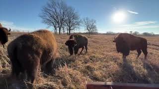 This Is A Texas Cow (If You Didn't Know)