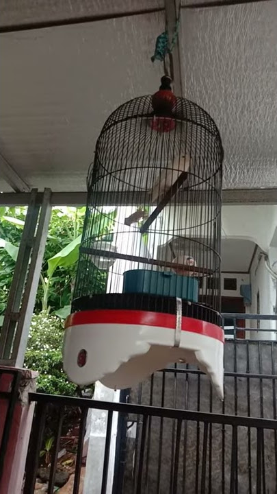 Albino RM ngekek 40detik Jeda rapet
