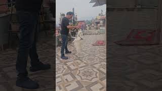 japanese spitz dog play with me #shorts #fun #pets #petslover #play