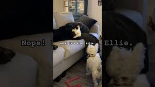 Ellie looks on, as Duque plays w/ his fav toy #westies #lab #duque #ellie #cute #siblingrivalry