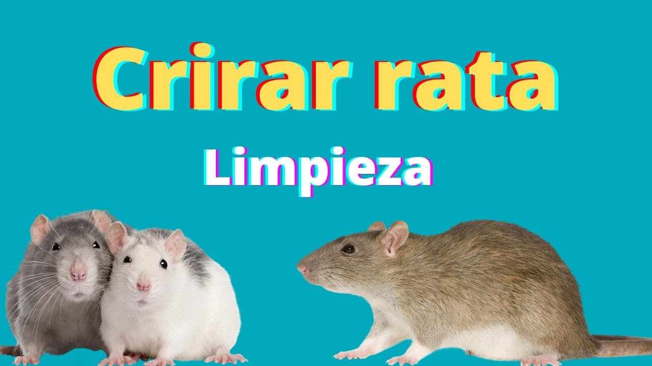 Los ratones son hijos de las ratas