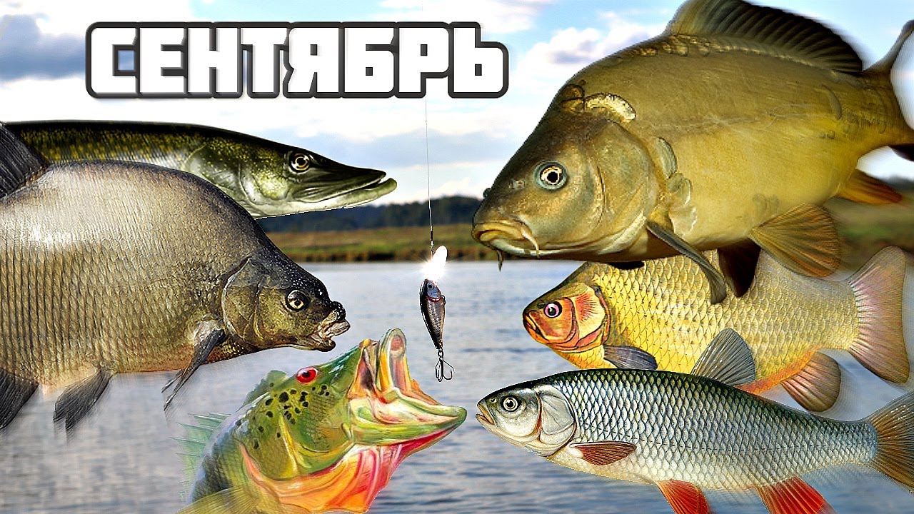 Магазин Ерш В Витебске Рыболовный