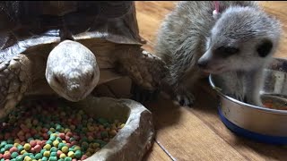 【ミーアキャット】【ケヅメリクガメ】ミーアキャットモナカちゃん、お友達のカメさんと仲良くお食事できるかな？？