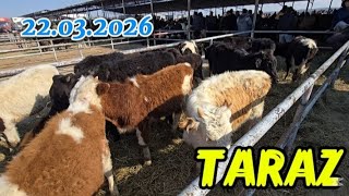 Бүгінгі мал базар. Тараз.