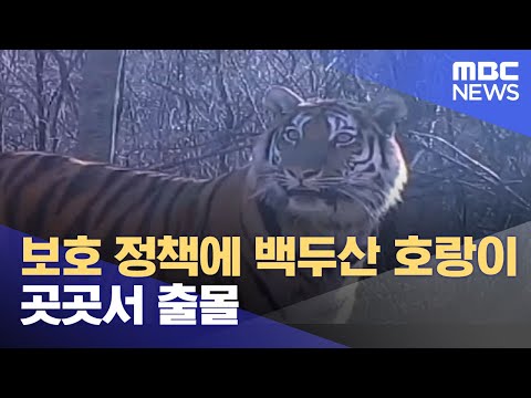 보호 정책에 백두산 호랑이 곳곳서 출몰 (2022.09.13/뉴스투데이/MBC)