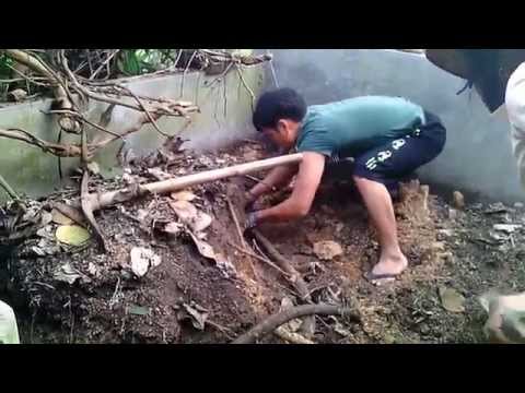 Video Hốc sắn dây nhiều củ nhất củ bự nhất à tôi từng biết - youtube
