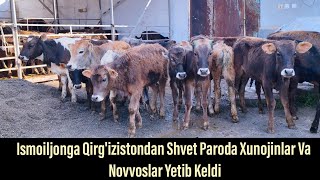 Ismoiljonga Talablarga Binoan Xunojinlar Va Shvet Paroda Buqalar Yetib Keldi 6-may, 2024